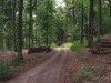 Grammentiner Wald
