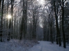 der winterliche Forst